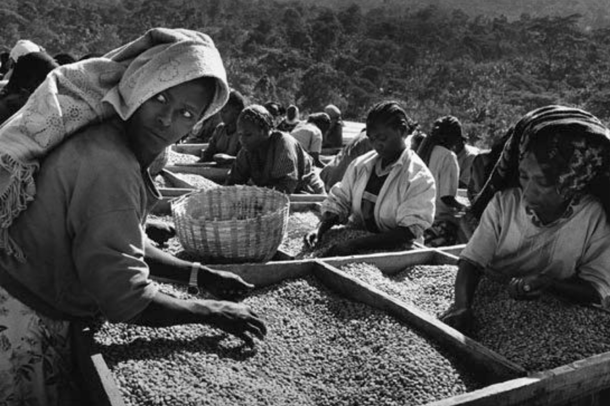 la déforestation liée à la production de café inquiète les écologistes